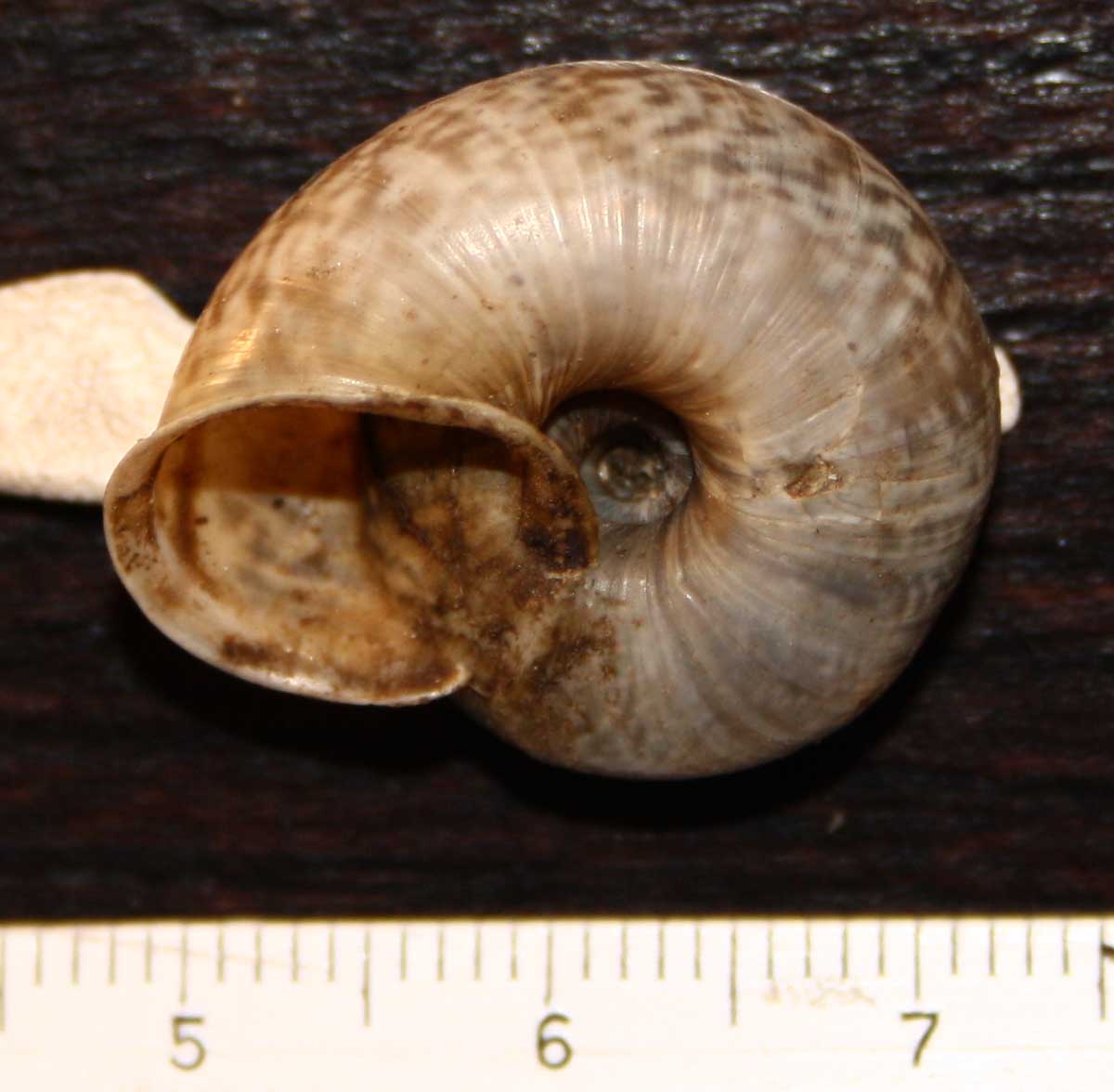 qualche Chilostoma del Monte Grappa